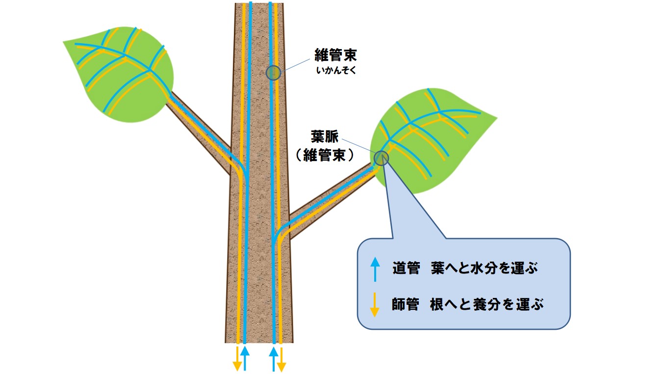 風薫盆栽の部屋 植物を枯らさないため知っておきたい光合成の仕組み