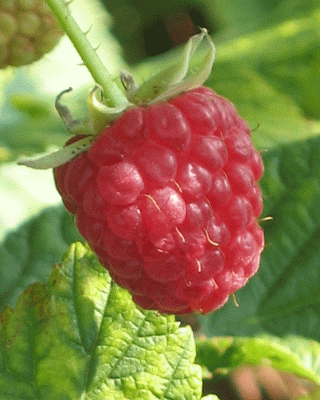 raspberry ~ Rubus Berry Plants