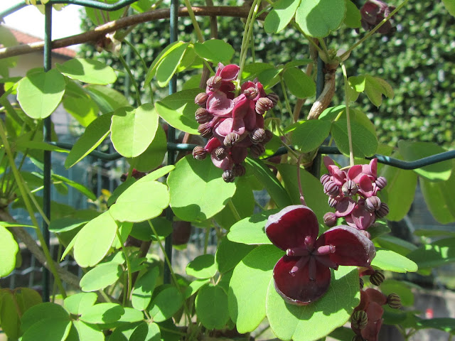 Fioritura Akebia quinata