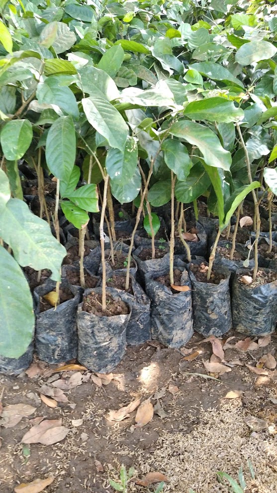 jual pohon bibit duku yang bagus jawa timur Tegal