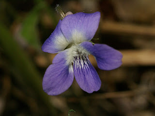 Violettes du Québec - Violette bicolore 