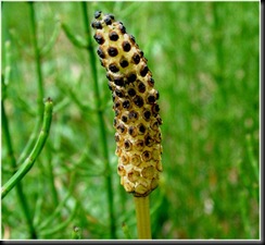 equisetum