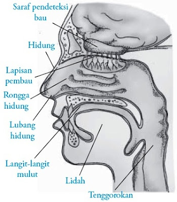  Bagian yang dapat dilihat dari luar dari hidung manusia adalah  bagian menonjol dari waja Hidung Manusia (Artikel Lengkap)