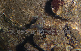 Fauna marina de Uruguay