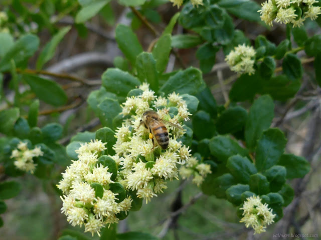 06: bee and flowers