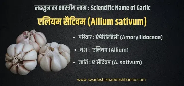 Garlic Scientific Name and family in Hindi