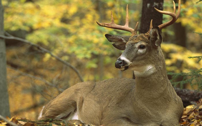 Best Wild Animal Photos of 2012