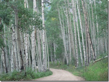 559 aspen (640x480)