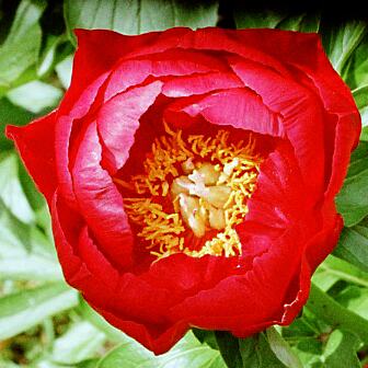 Пион 'Burma Ruby' / Пион 'Бирма Руби' (Paeonia 'Burma Ruby')