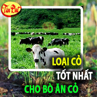 Loại cỏ nào tốt nhất để nuôi bò