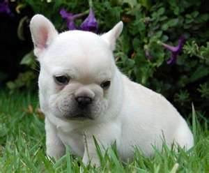 French Bulldog Puppy Picture