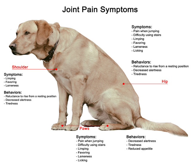 Dog Joint Health