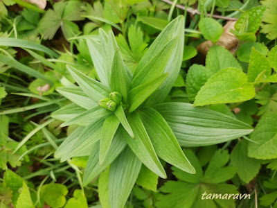 Рябчик камчатский (Fritillaria camschatcensis)