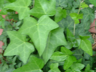 Ivy leaves, close up, Dallas, Texas