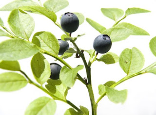 Types of Black Whortleberry