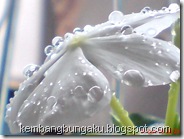 white rose periwinkle 01