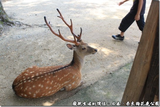 奈良梅花鹿公園07