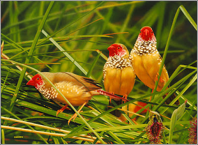 Birds parrot Wallpapers HD/Birds parrot Photos/ Birds hd Images/Birds hd picture | Latest Colorful Birds  HD desktop wallpapers | Beautiful Birds HD desktop wallpapers | Birds Wallpapers HD | Birds HD Wallpapers, pictures, and photos