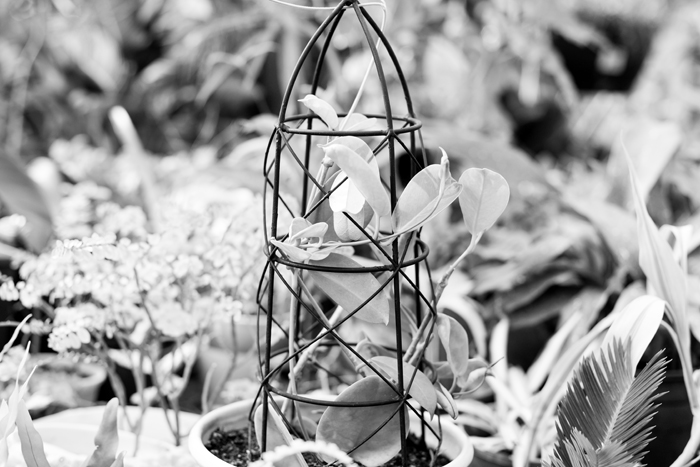 black and white plant photo
