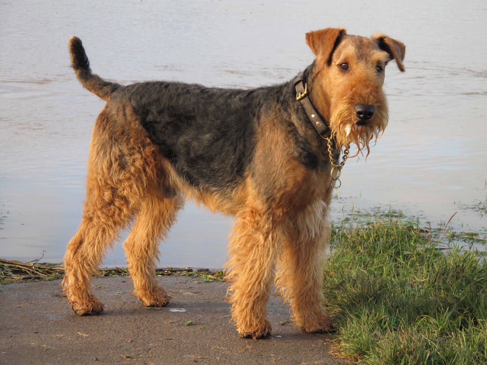 Dog Photo: Airedale Terrier Dog