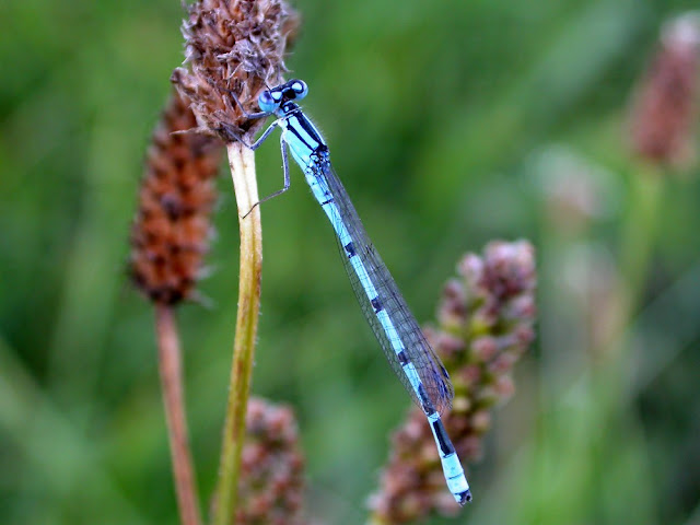 Enallagma cyathigerum