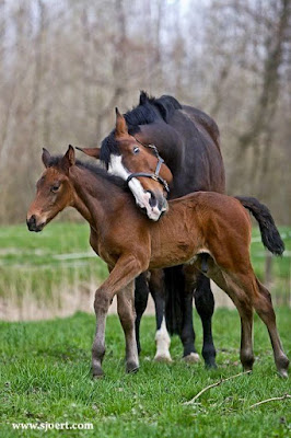 Imagen tierna de yegua con su potrillo 