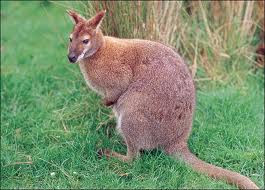 Kangaroo