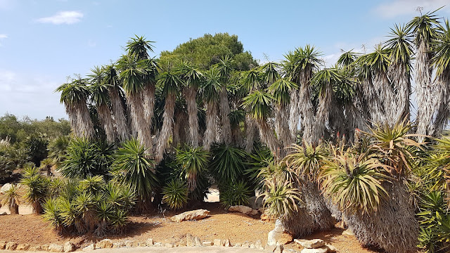 Botanicactus Botanischer Garten Mallorca