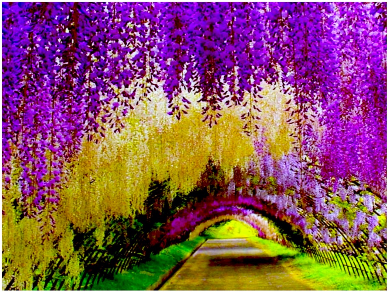 The mysteries of the world: Kawachi Fuji Gardens