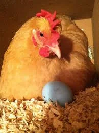 When do chickens start laying eggs? 6 signs that the time is near