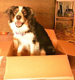 Subscription pet food box