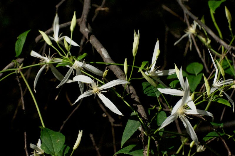 White Clematis (Clematis pubescens)