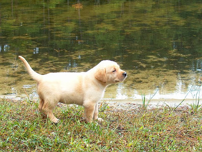 cechy rasy, charakteru, czy jest dla mnie, jak wybrać, Krótko o rasach, Labrador retriever, lubi dzieci, szkolenie, Wrocław, wychowanie, 