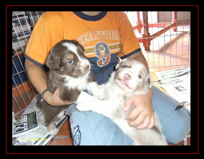 cachorros pastor australiano