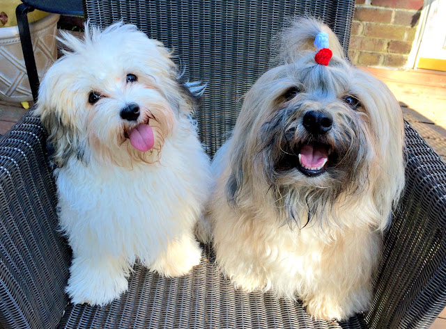 Havanese dogs Rocco and Sophie