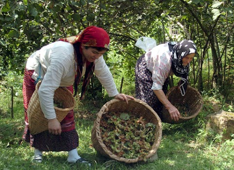 Fındıkta hasada doğru