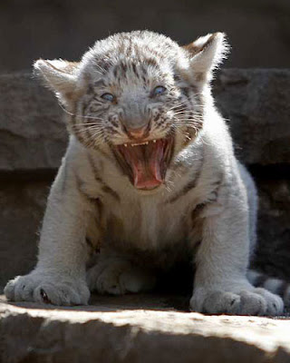 Filhote de tigre do zoológico em Santiago do Chile