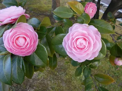大きく咲いた椿二輪