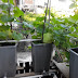 Cara Menanam Flora Melon Sederhana