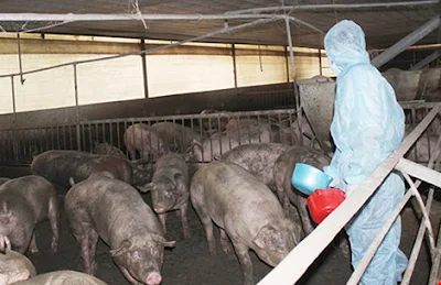 Cán bộ Chi cục thú y tỉnh Đồng Nai đang lấy mẫu xét nghiệm chất cấm tại một trại chăn nuôi. Ảnh: BN
