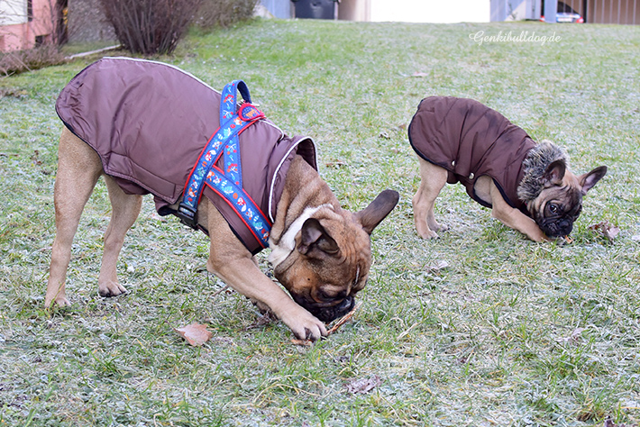 stofftier französische bulldogge - Französische Bulldogge willhaben at