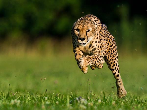 13 Fakta Hewan  Cheetah  Yang Perlu Anda Ketahui Katalog 