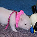 THINKING OF GETTING A "TEACUP" - MICRO-MINI - POCKET-SIZED PIGGY?????
by scampp
