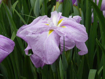 城北菖蒲園のハナショウブ