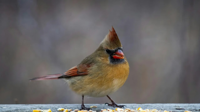 Bird