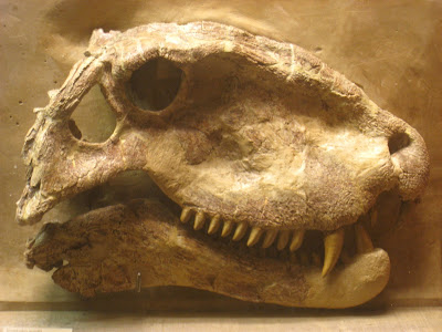 Skull of an Extinct Synapsid- Shubham Singh (Universe)