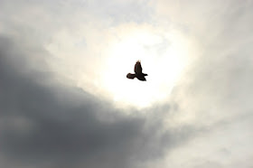 A bird flying in a cloudy sky