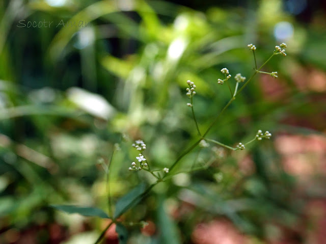 Galium kinuta