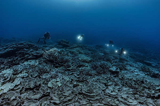 An intact coral reef discovered off the coast of Tahiti