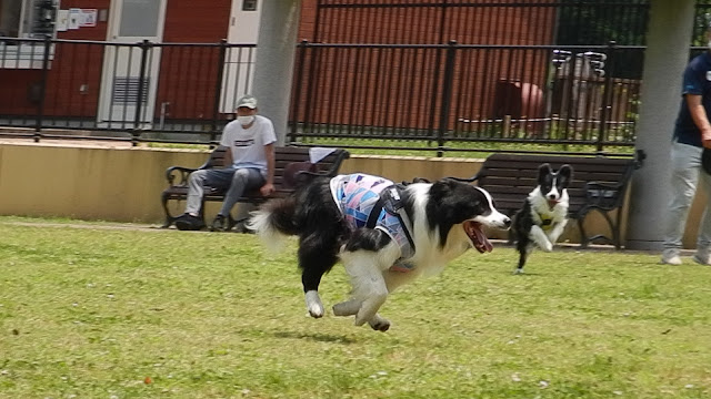 保護犬 ボーダーコリー トーマ アンデルセン公園